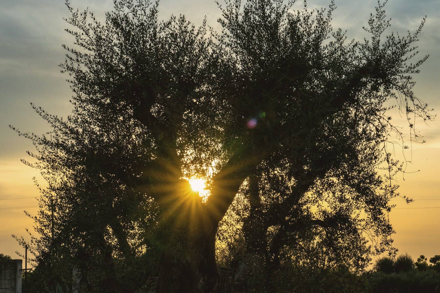The sun setting through the branches of an old olive tree in Puglia.